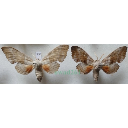 Laothoe populi populi (Linnaeus, 1758) pair Nastrosz topolowiec Czech73f
